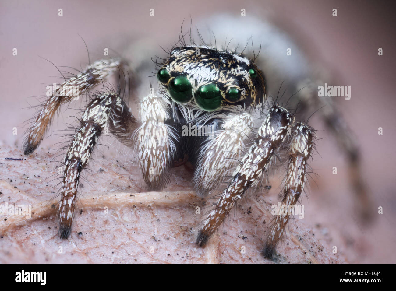 Jumping spider with green eyes on dry leaf extreme macro Stock Photo ...