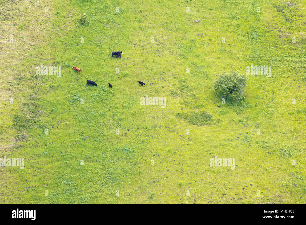 Three Cows, Three Calves on Steep Mountain Hillside, Washington Oregon Border Stock Photo