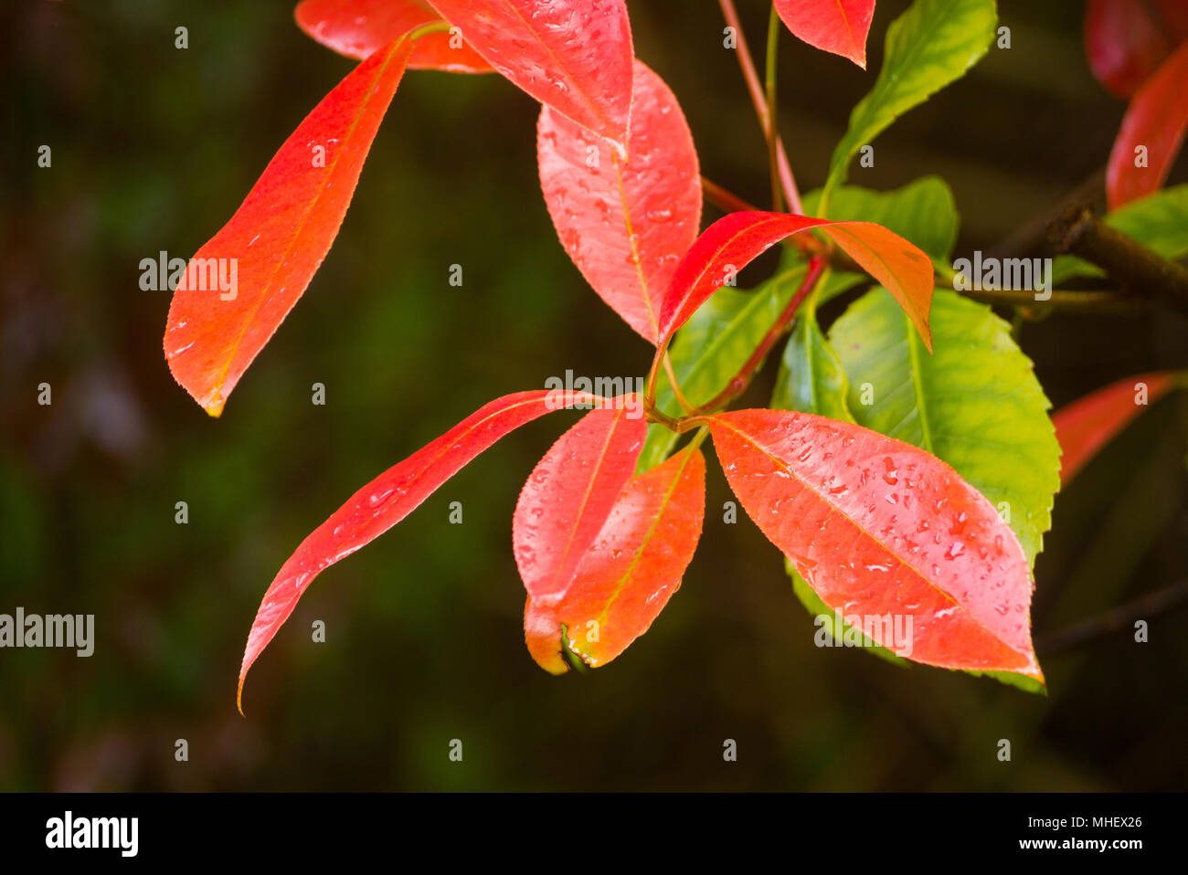 Photinia red robin shrub hi-res stock photography and images - Alamy