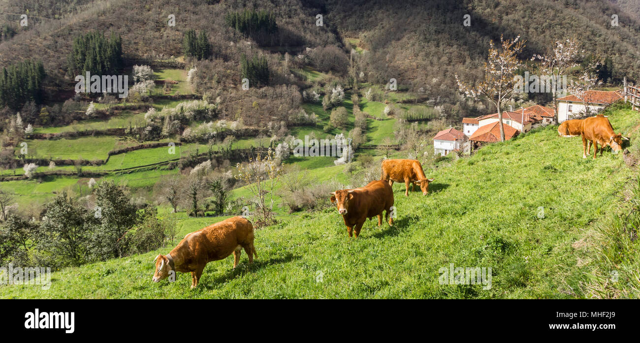 Panorama of a landscape with brown cows in Picos de Europa National ...