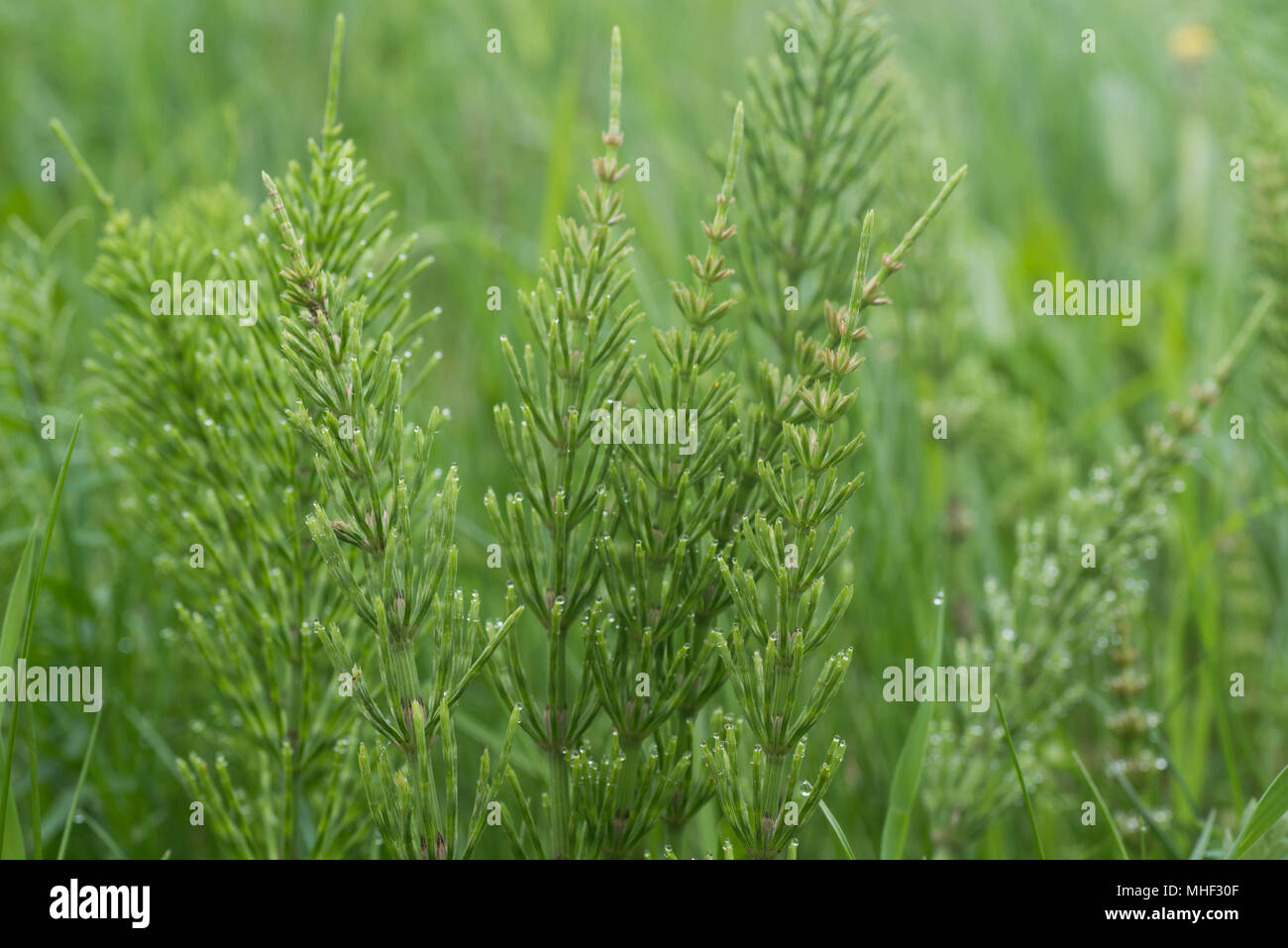 Equisetum arvense, the field horsetail or common horsetail - herbal plant Stock Photo