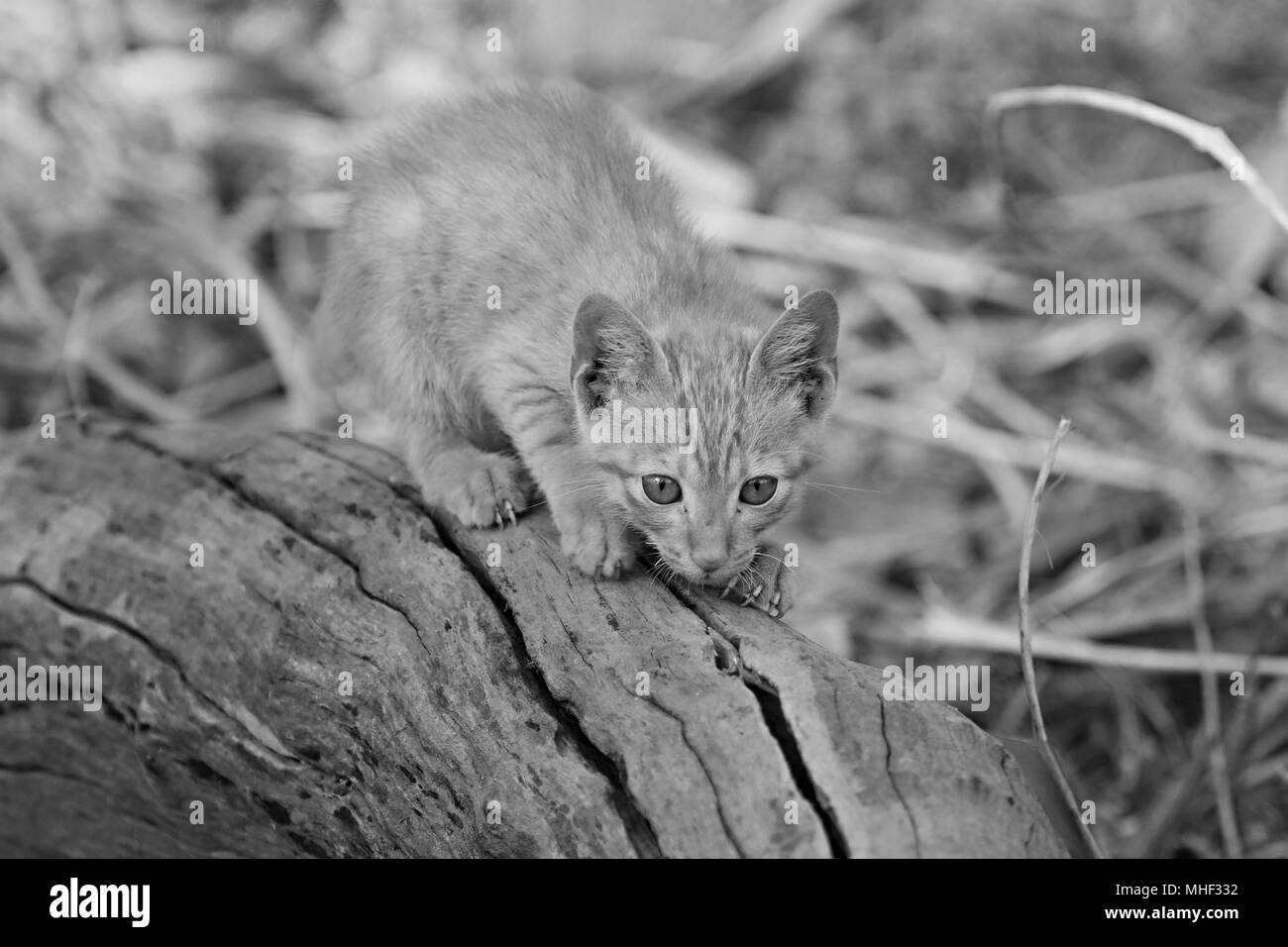 Innocent looking orange tabby kitten on a dried bark of a tree Stock Photo