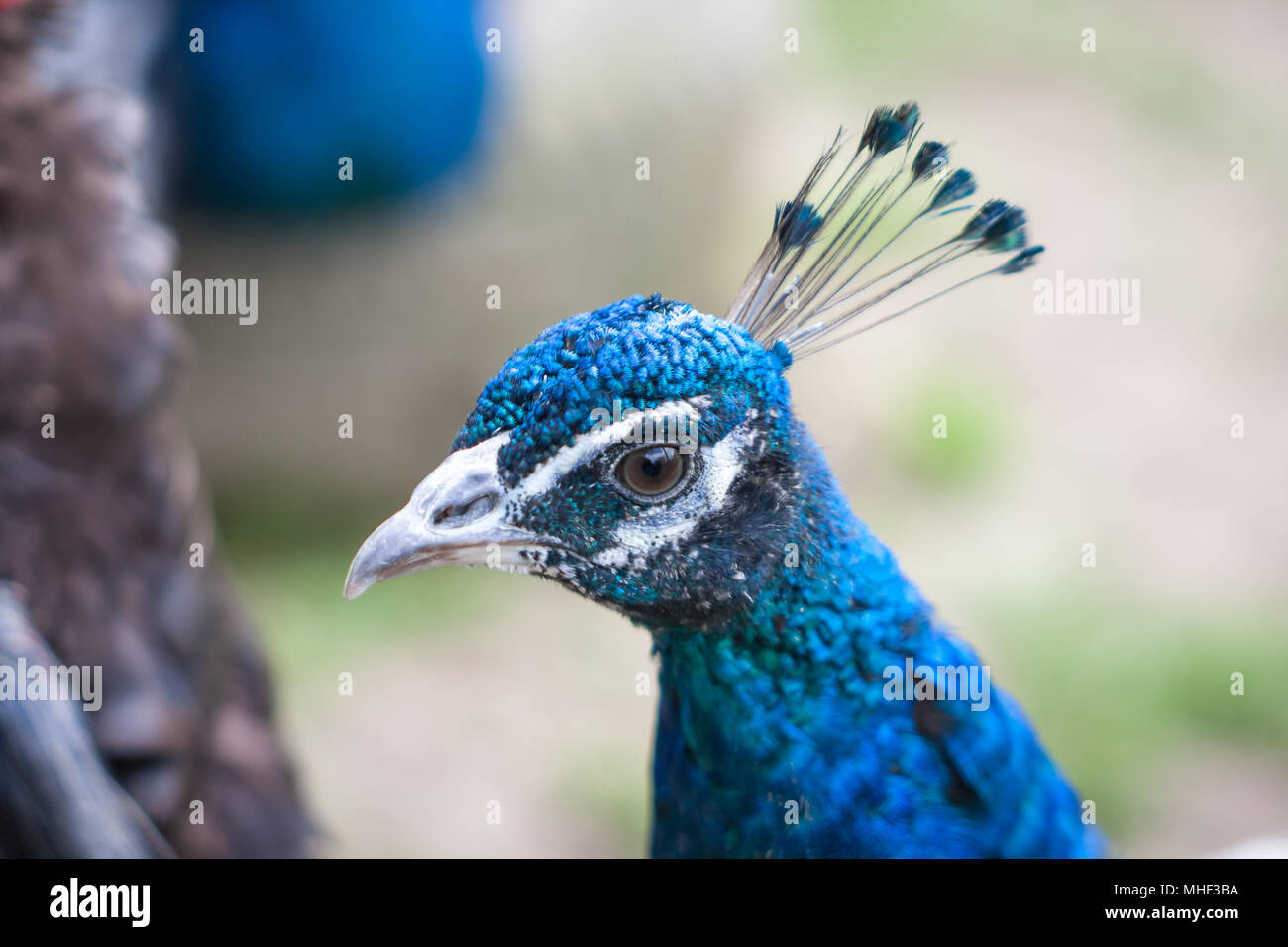 Blue peafowl in free range (Pavo cristatus) Stock Photo