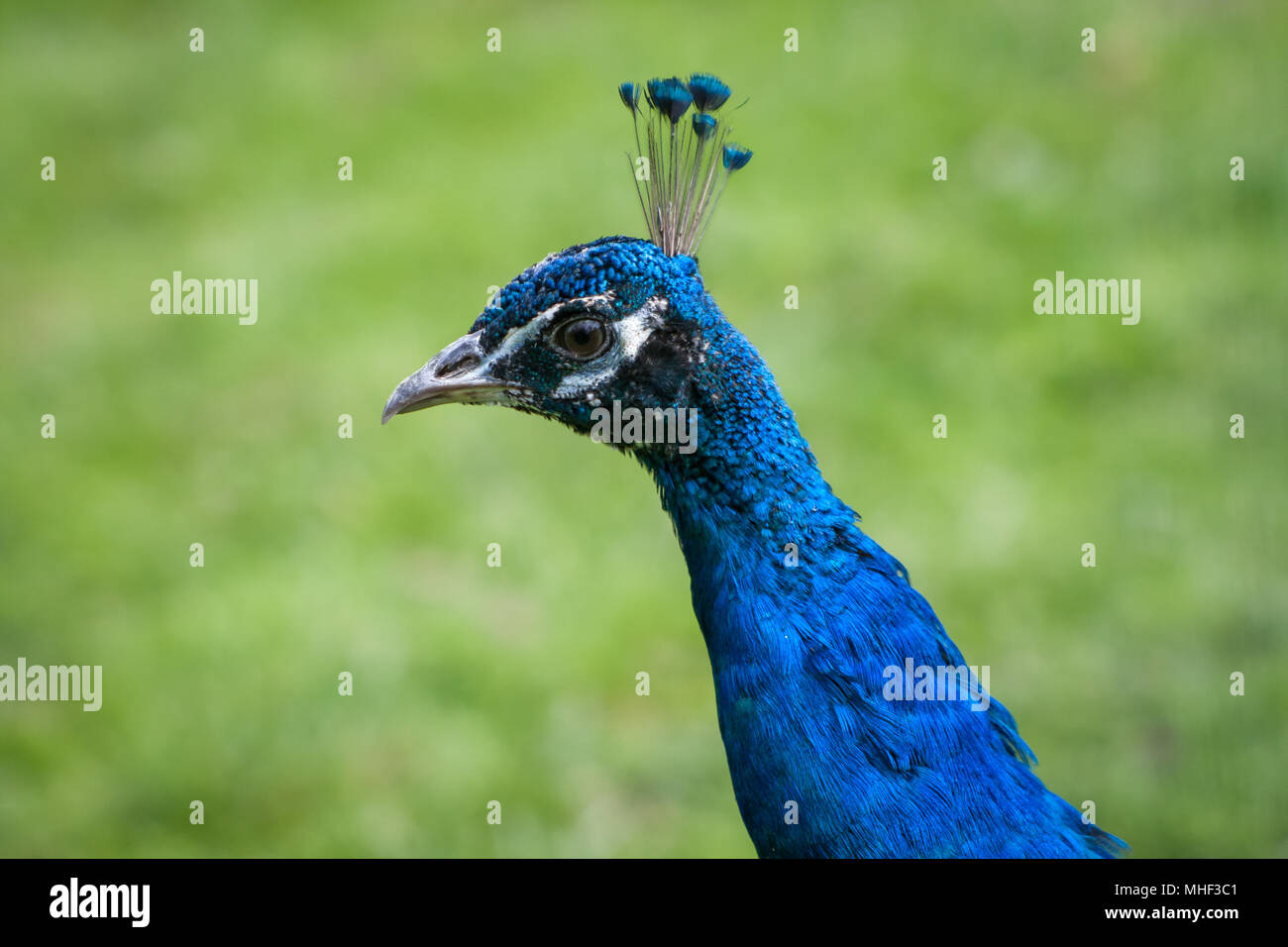 Blue peafowl in free range (Pavo cristatus) Stock Photo