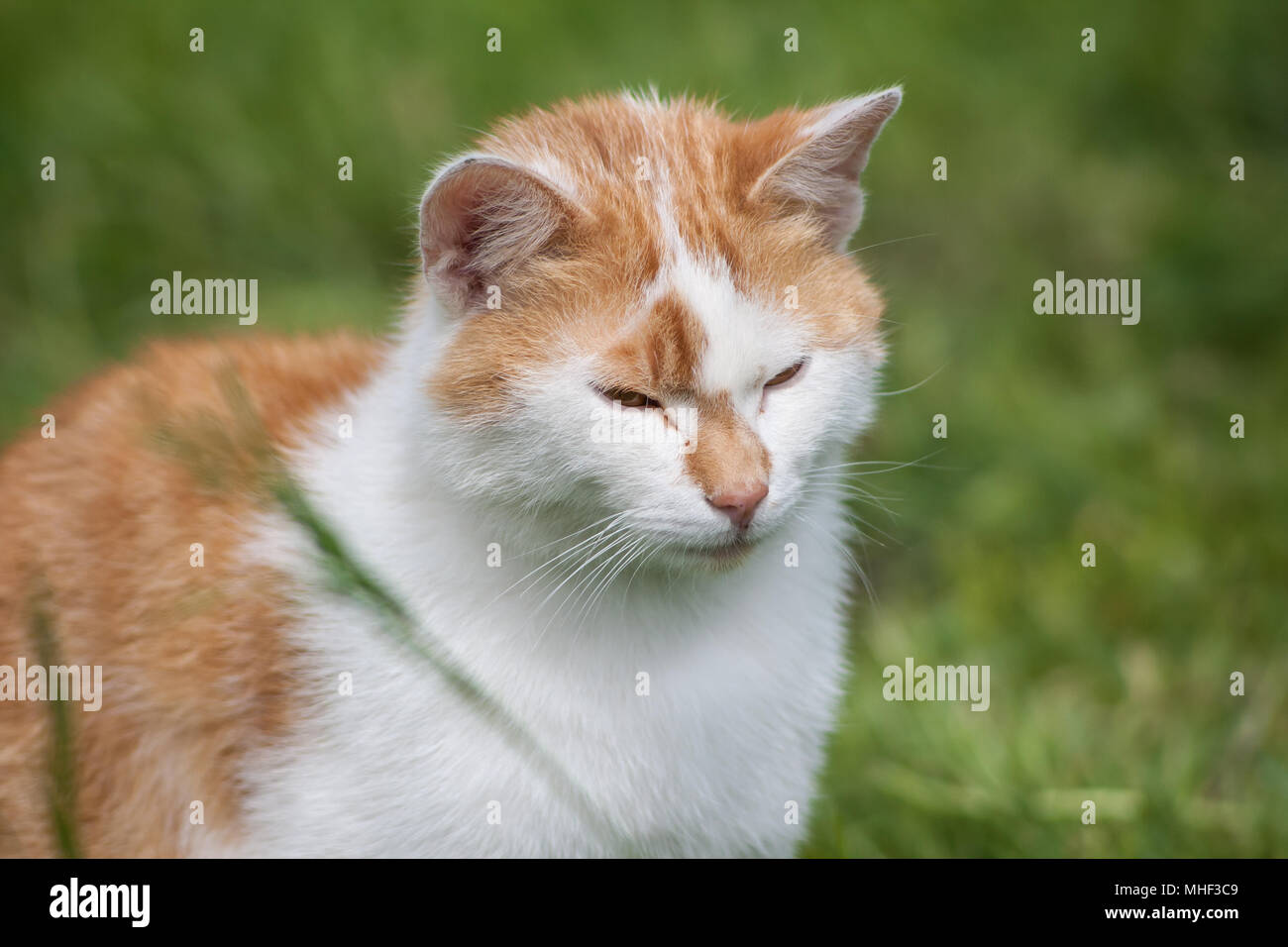 Red-white cat sitting in the grass with closed eyes (Felis silvestris catus) Stock Photo