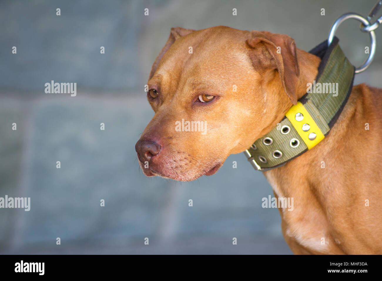 Canine purebred hires stock photography and images Alamy
