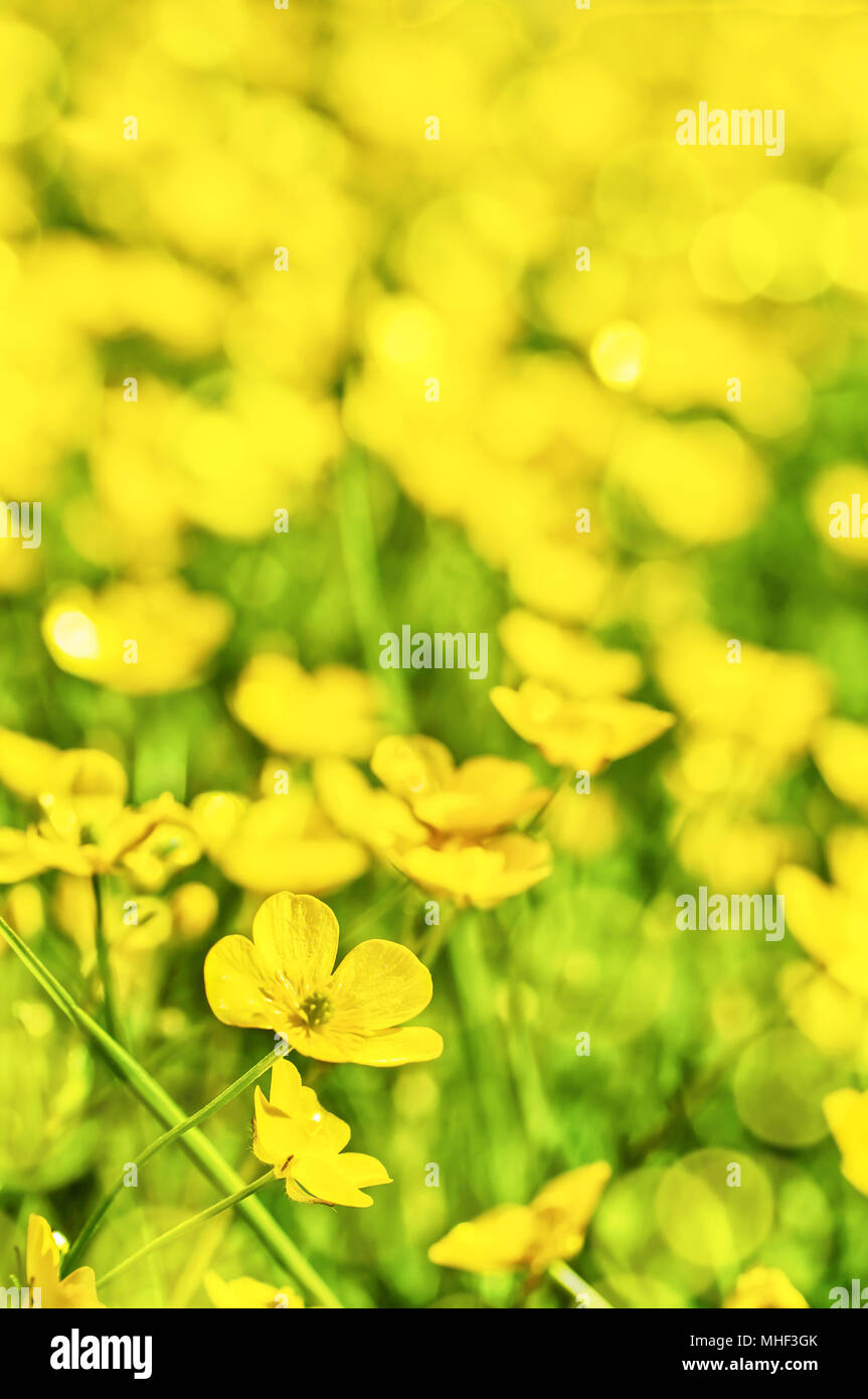 Field of yellow buttercup flowers in summer Stock Photo