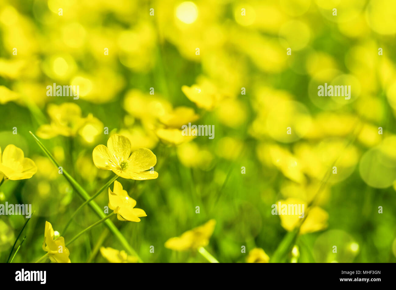 Field of yellow buttercup flowers in summer Stock Photo