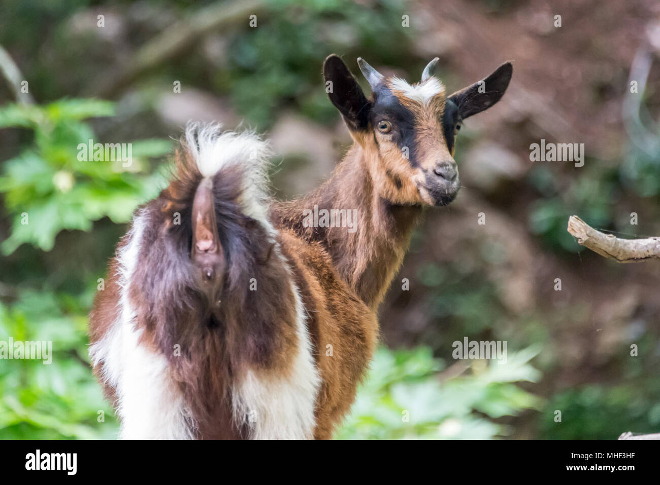 Portrait of a curious goat kid turning to look at the camera on a trekking path in Crete, Greece Stock Photo