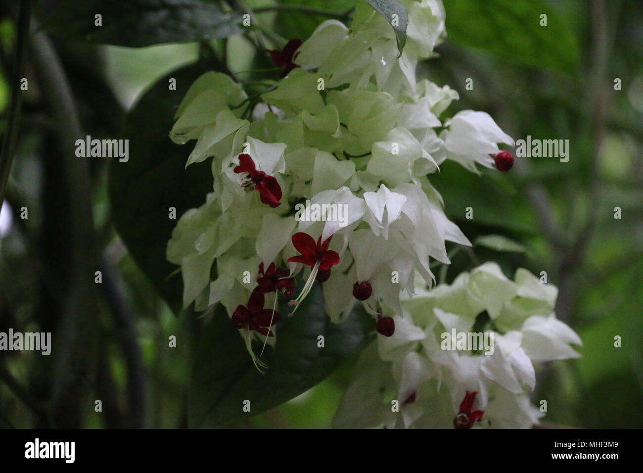 White tropical flowers hi-res stock photography and images - Alamy