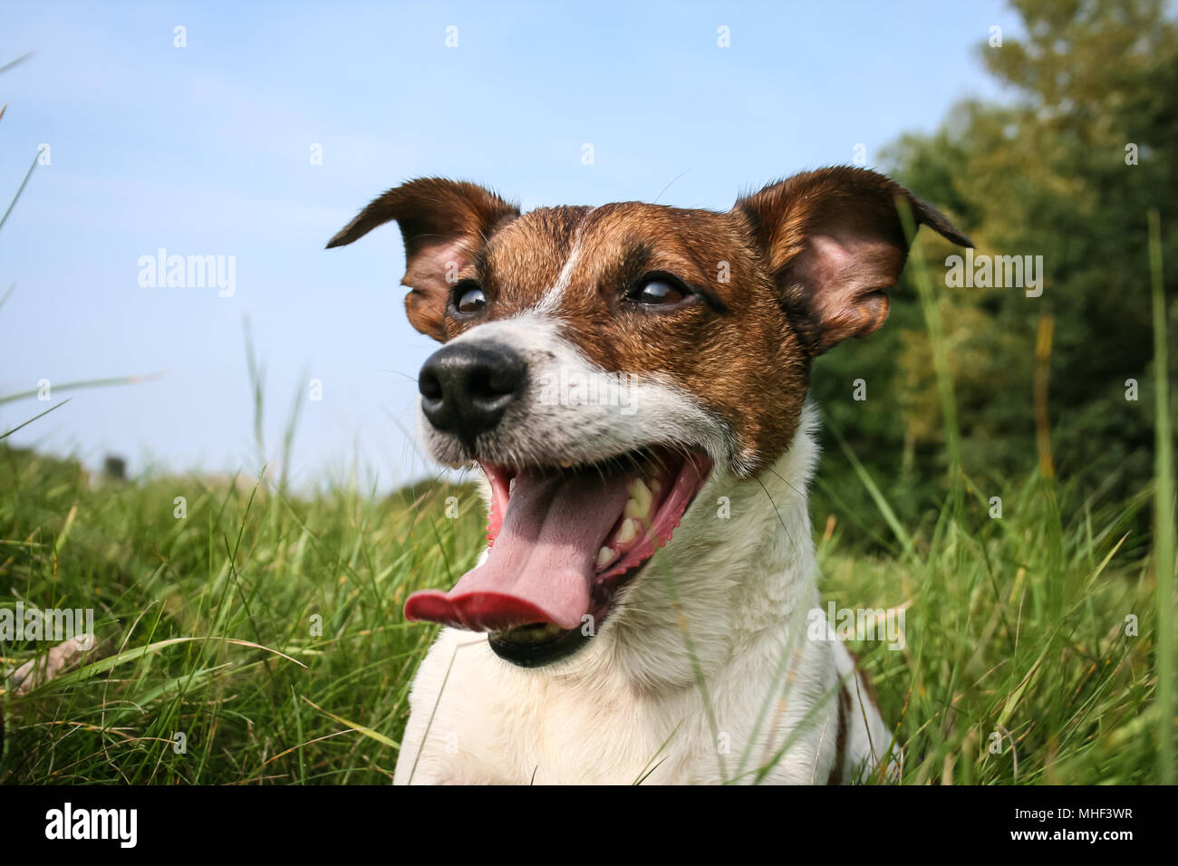 Jack Russell Terrier lying in the meadow Stock Photo