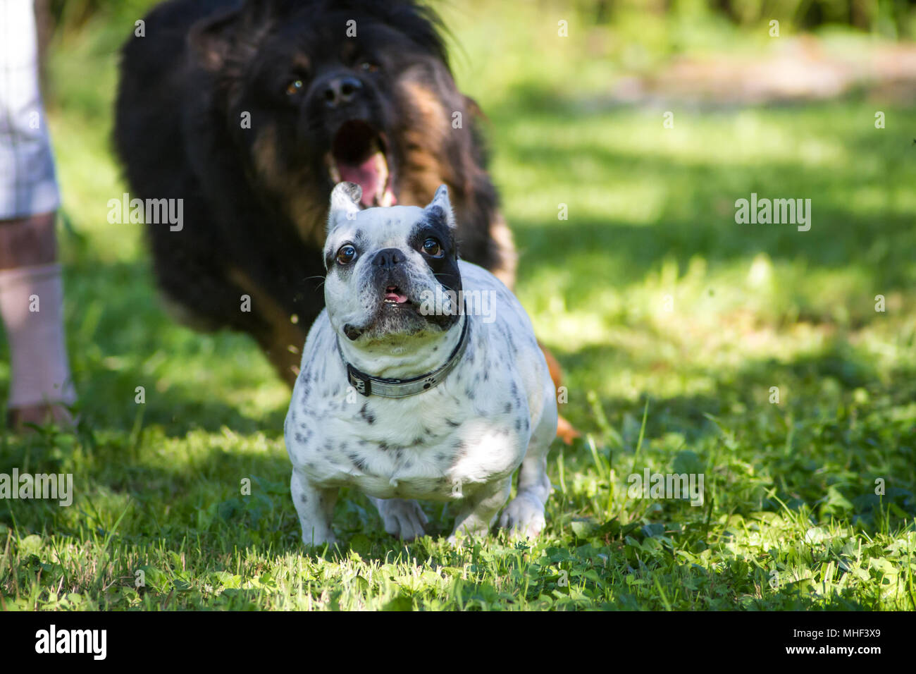 White black piebald French Bulldog female dog on a sunny day in the shadows of the garden Stock Photo