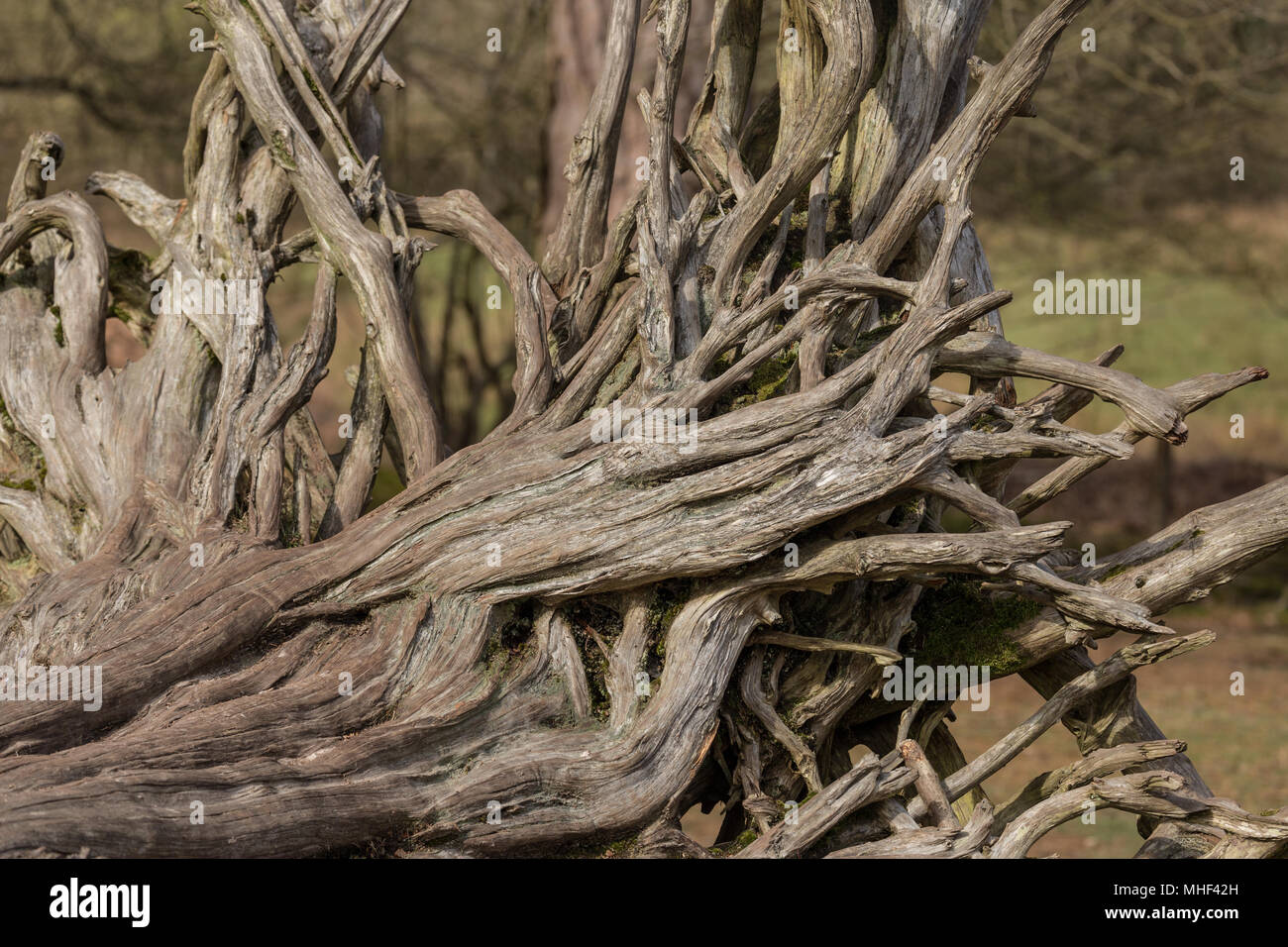 Tree Roots making interesting shapes and patterns Stock Photo