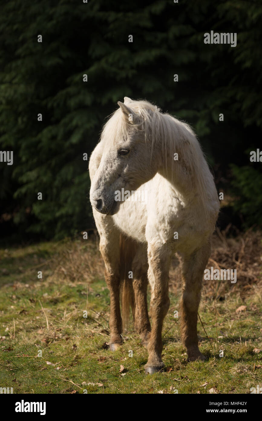 New Forest White Pony standing Stock Photo