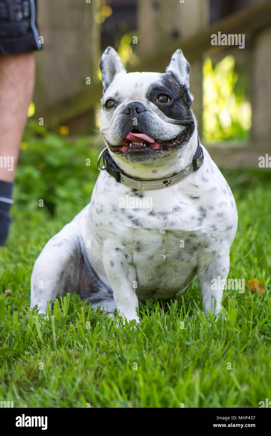 Black pied sale french bulldog