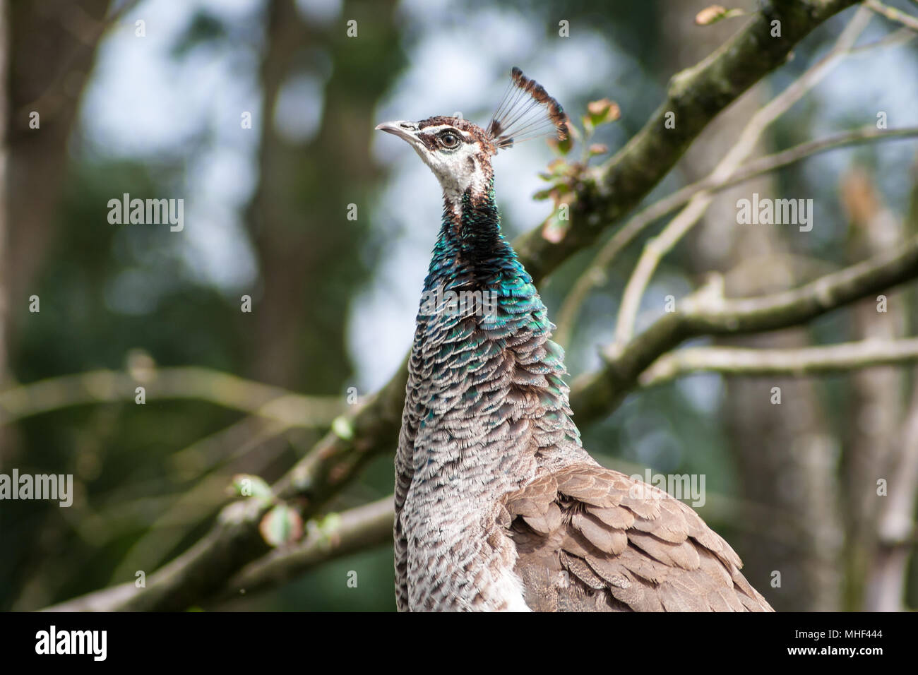 Peahen, female peafowl (Pavo cristatus) Stock Photo