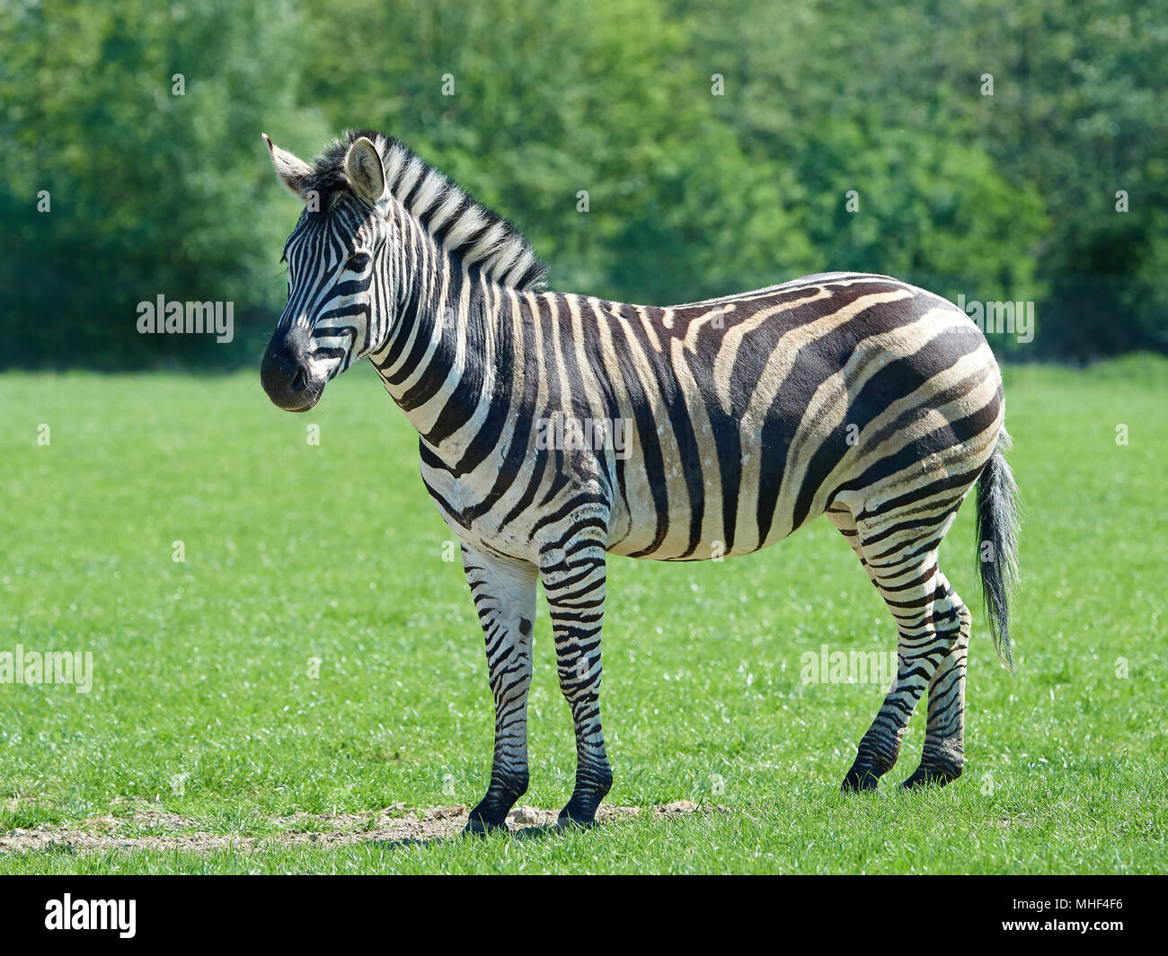 Plains Zebra Resting In Its Natural Habitat Stock Photo 182885674