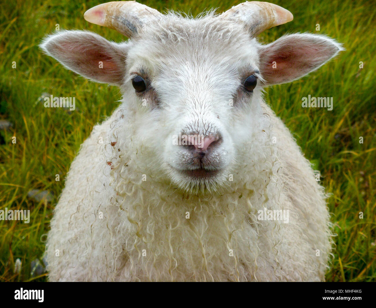 newborn baby white ram sheep under the rain and grass background Stock Photo