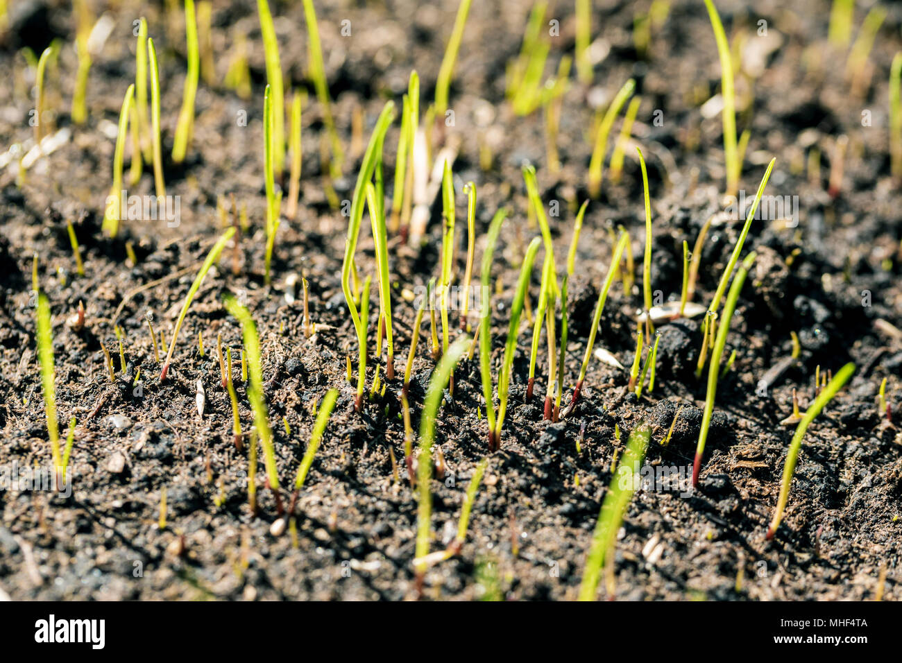 fresh new grass growing Stock Photo