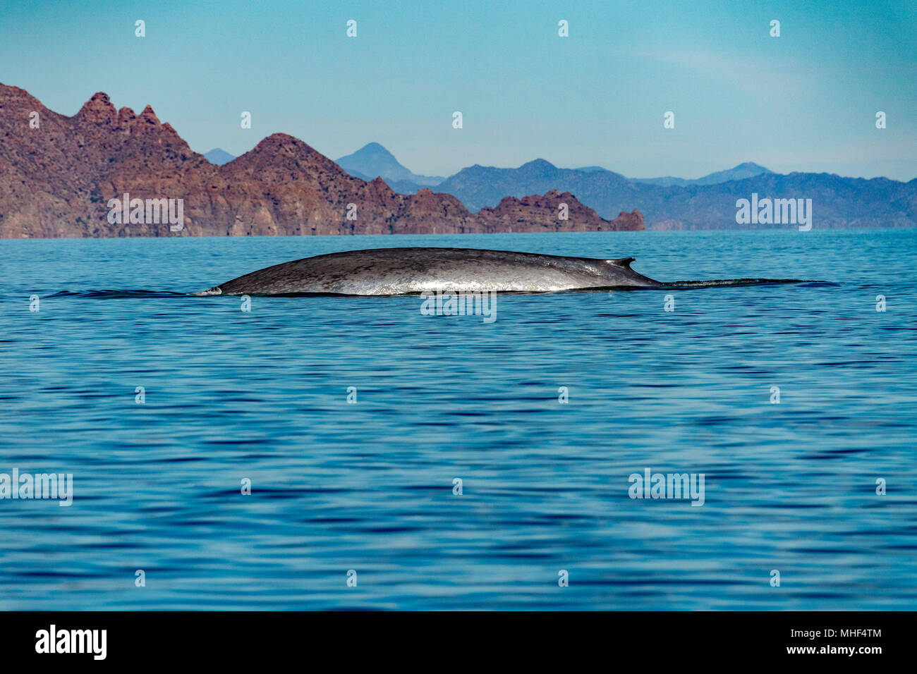 Blue Whale the biggest animal in the world 24 meters long Stock Photo -  Alamy