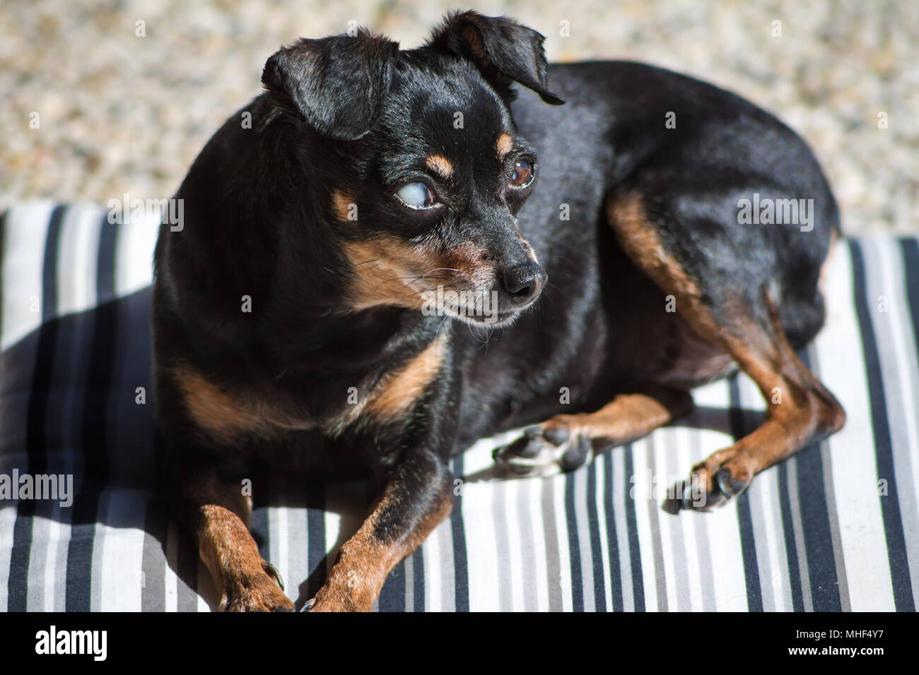 Old blind Miniature Pinscher lying on a blanket in the sun Stock Photo