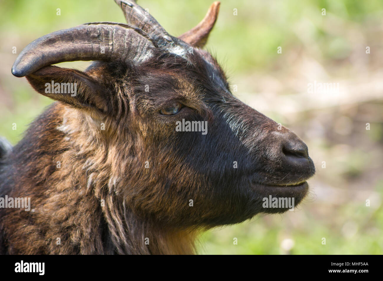 Free range goat (Capra aegagrus hircus) Stock Photo