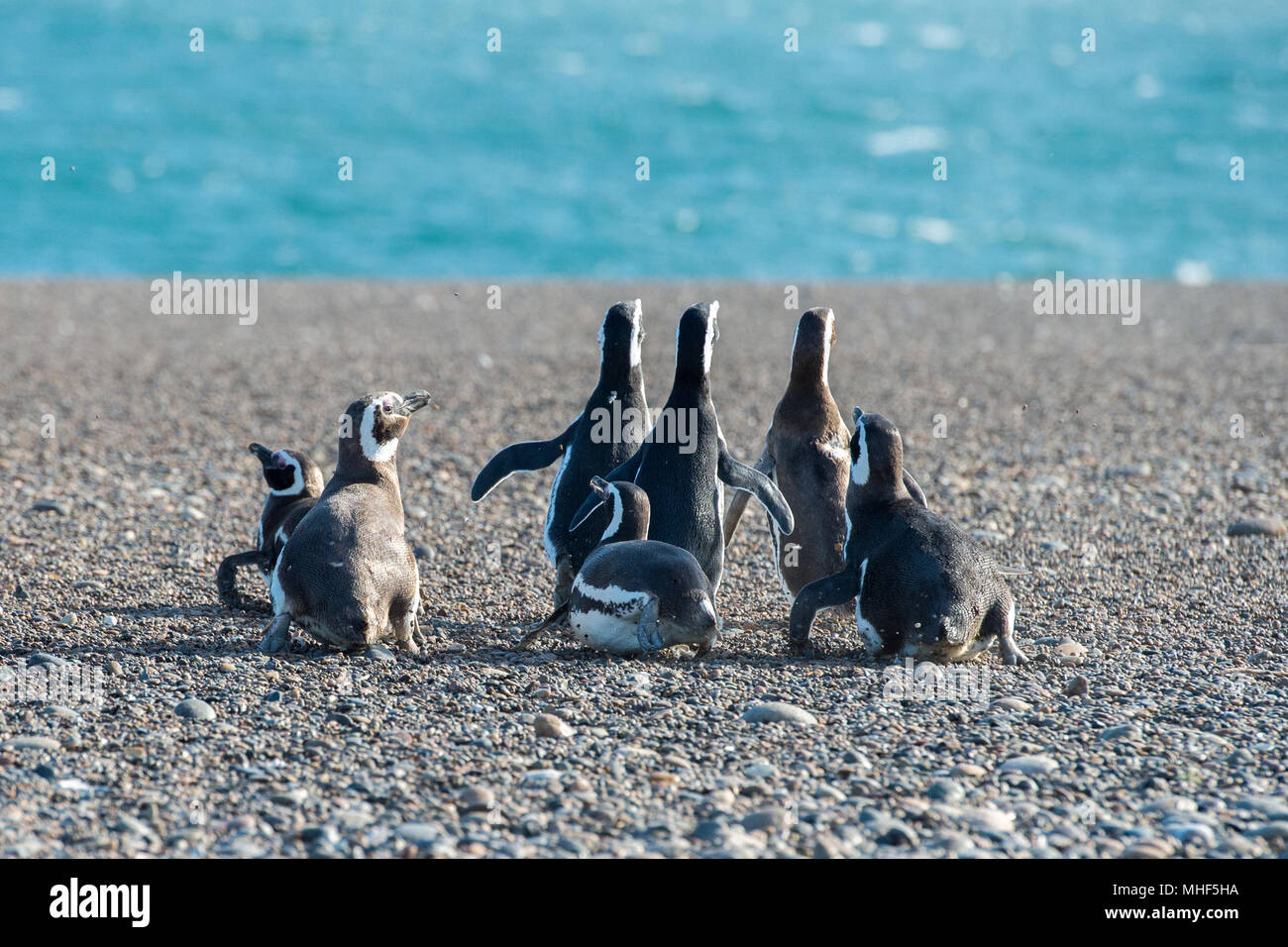 Patagonia penguin group while walking on the beach Stock Photo