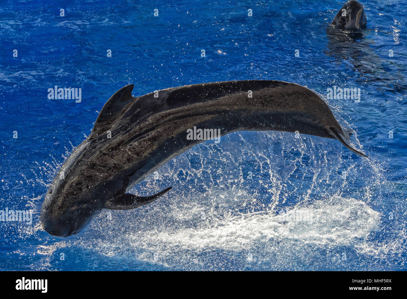 Jumping Whales - Black main image 0