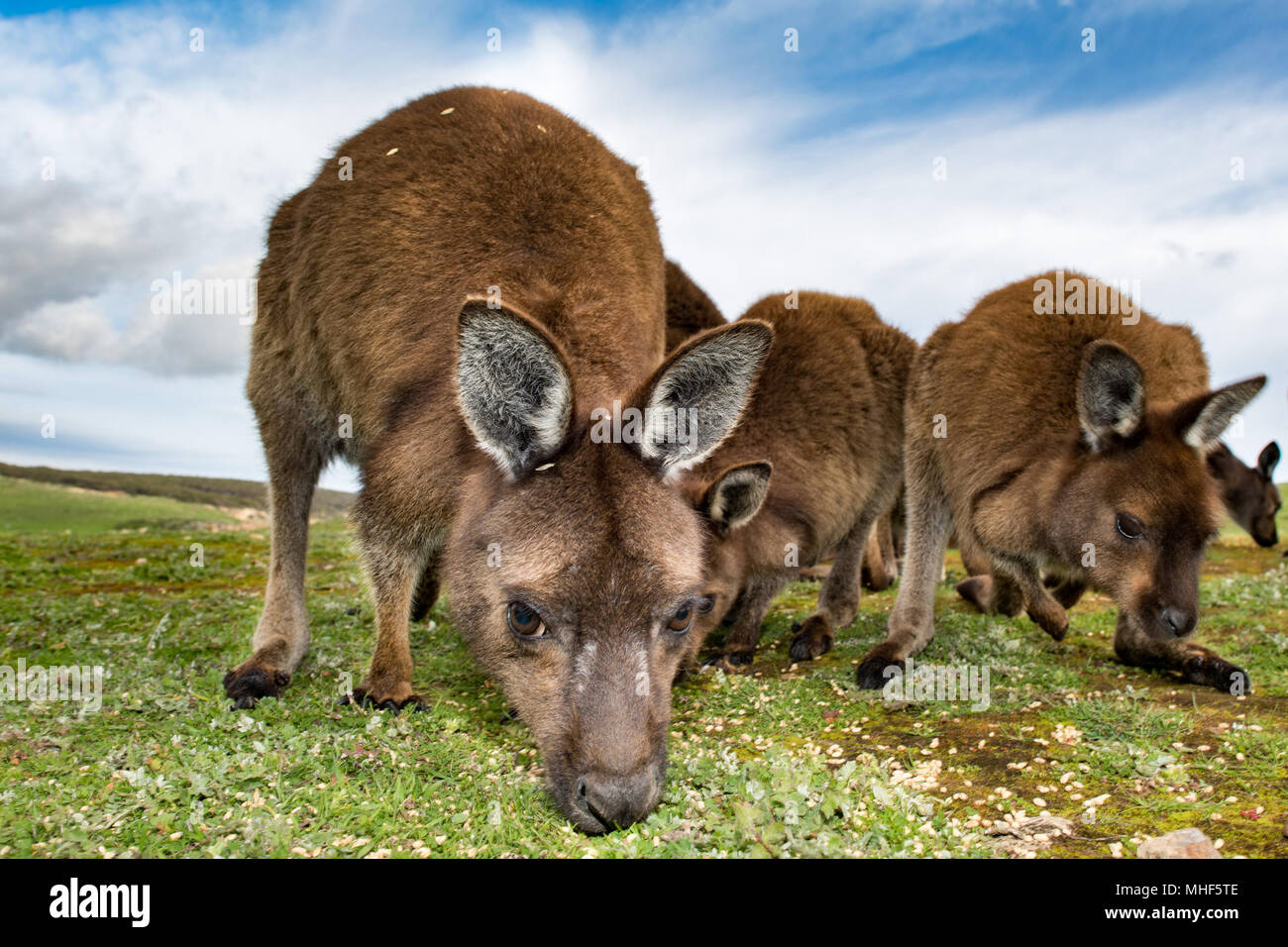 Kangaroos family while looking at in kangaroo island stokes bay on cloudy sky background Stock Photo