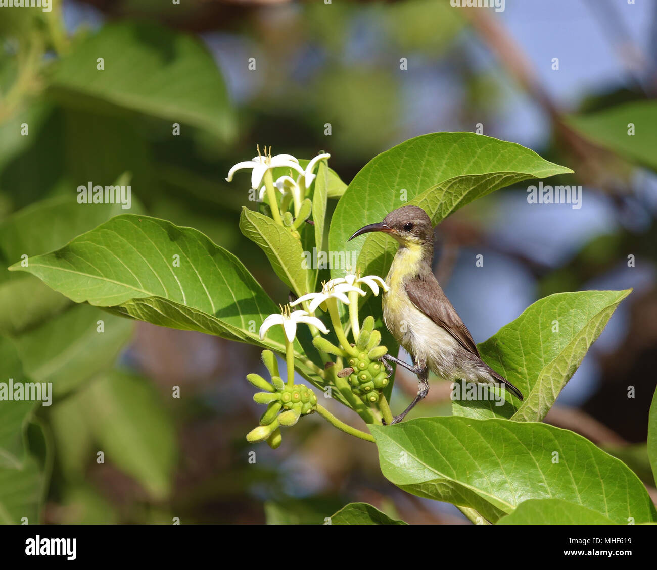 Female of Purple Sunbird nectar feeding on Indian Mulberry/Morinda tree Stock Photo