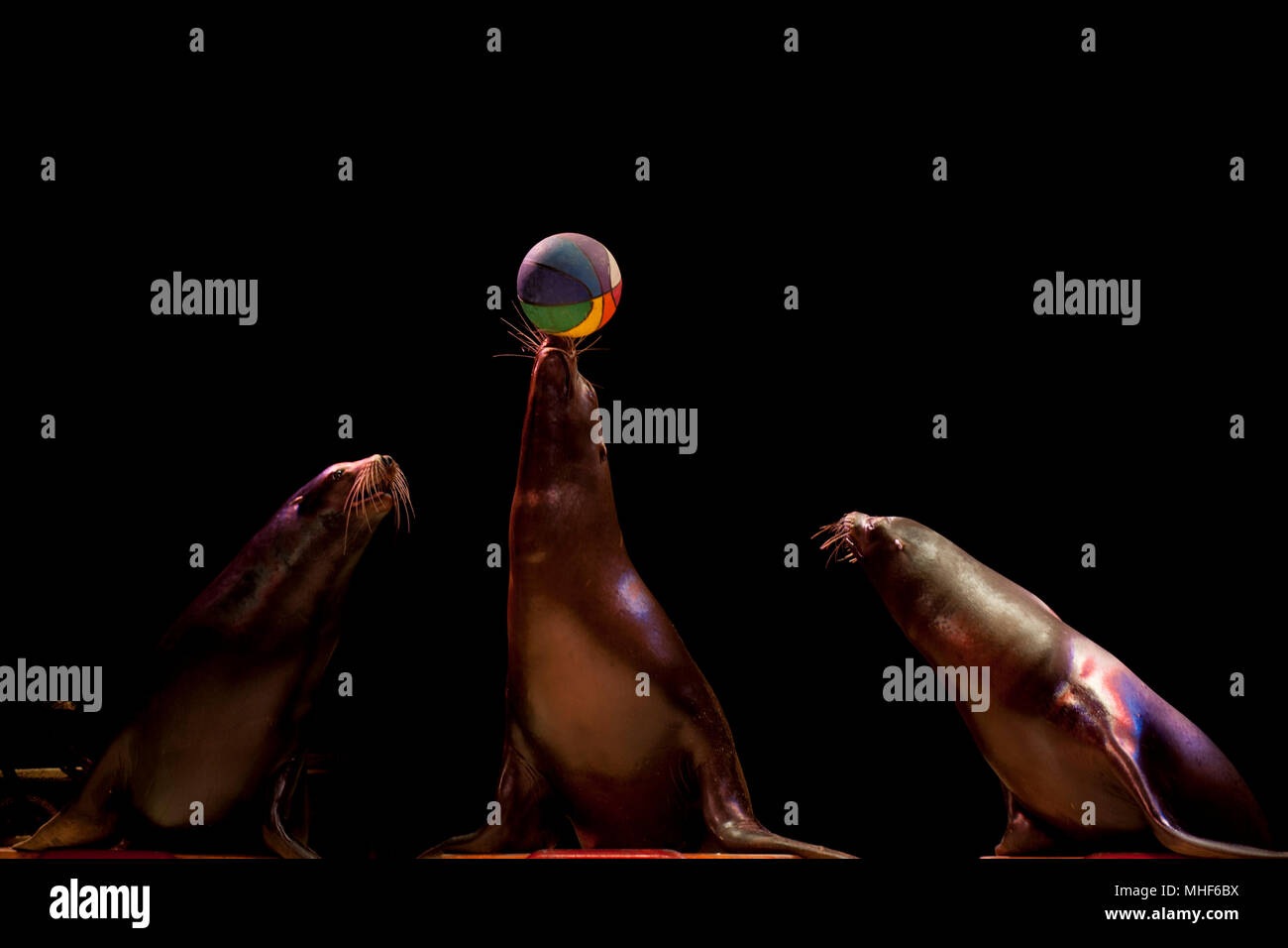 Circus Seal while playing on the black background Stock Photo Alamy