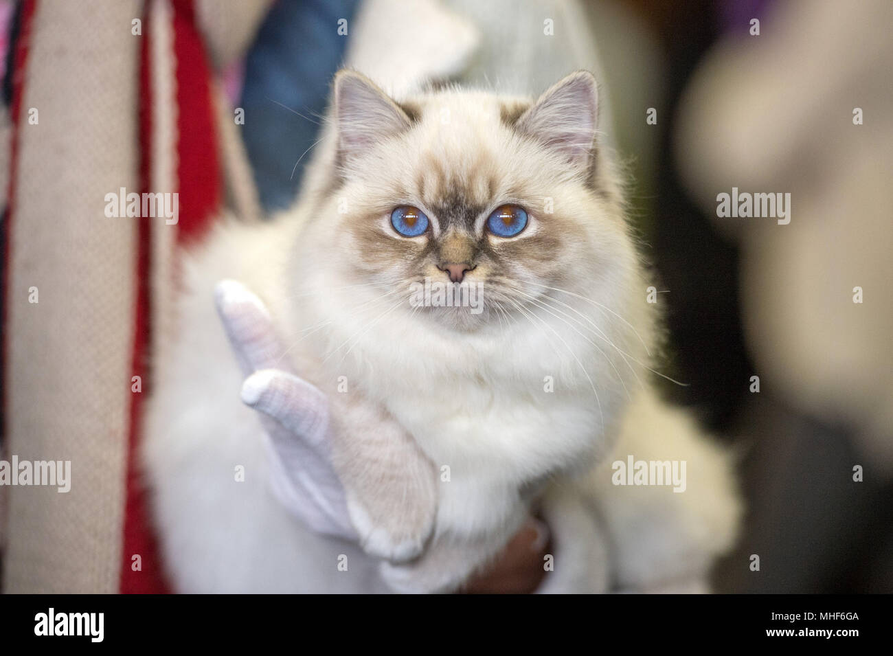 Birmania hi-res stock photography and images - Alamy