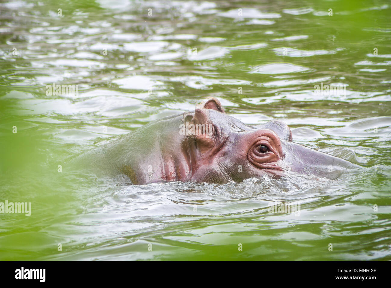 Hippopotamus amphibius Stock Photo