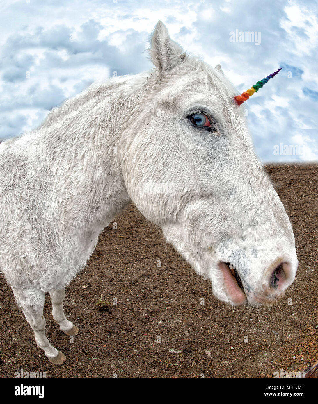 Unicorn Real white rainbow horn horse close up portrait Stock Photo - Alamy