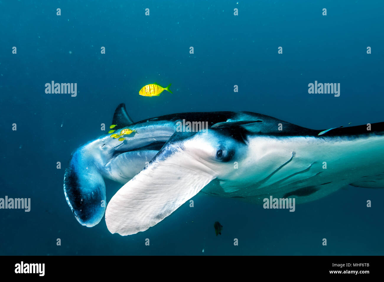 Large Cuddly Blue Manta main image 1