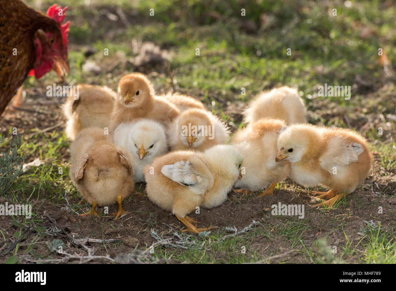 chicken brooding hen and chicks in a farm Stock Photo - Alamy