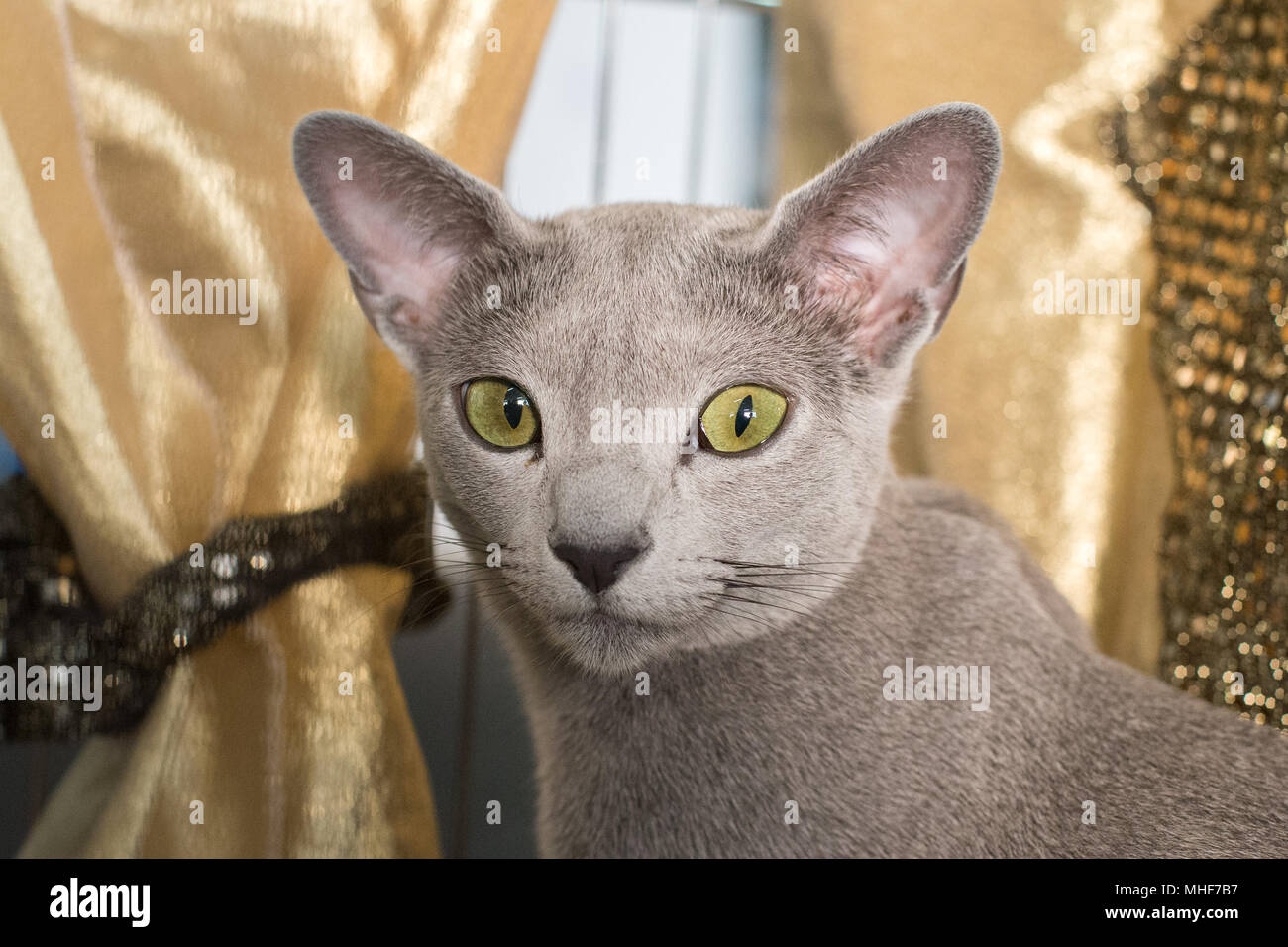 russian blue cat close up looking at you Stock Photo