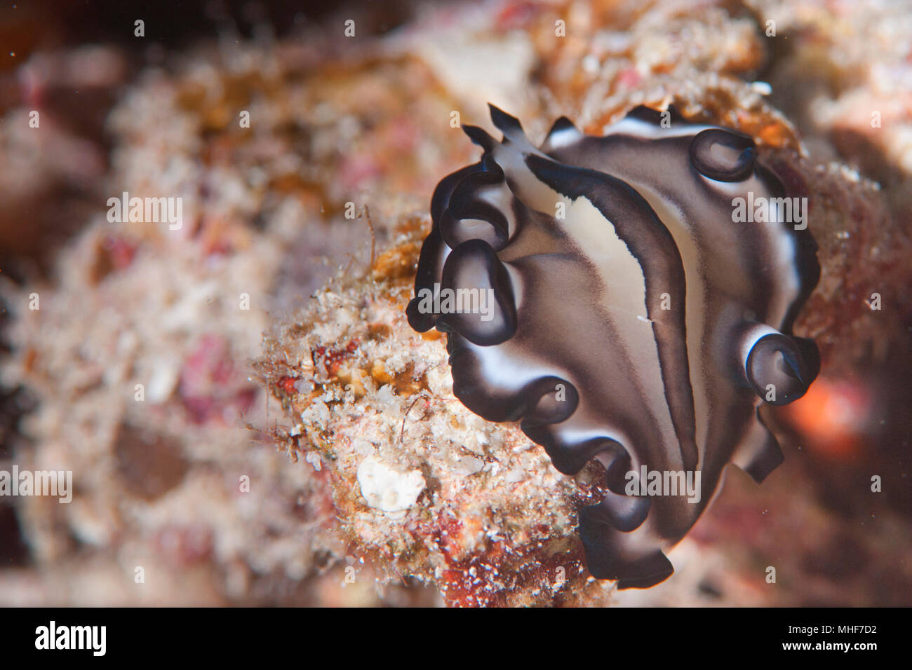 Flat worm portrait  in Raja Ampat Papua, Indonesia Stock Photo