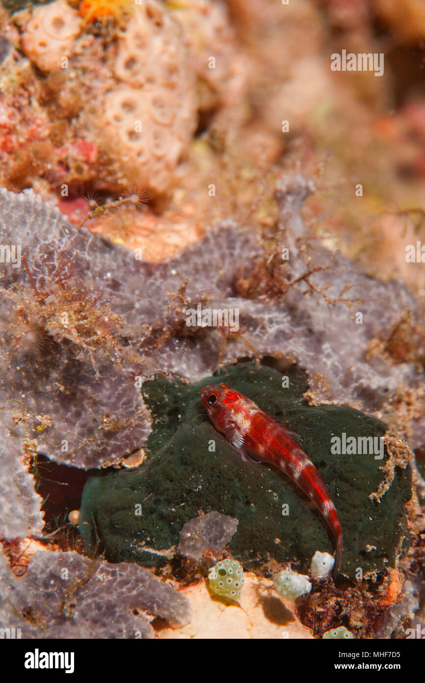 A small red fish relaxing on a green sponge in Raja Ampat Papua, Indonesia Stock Photo