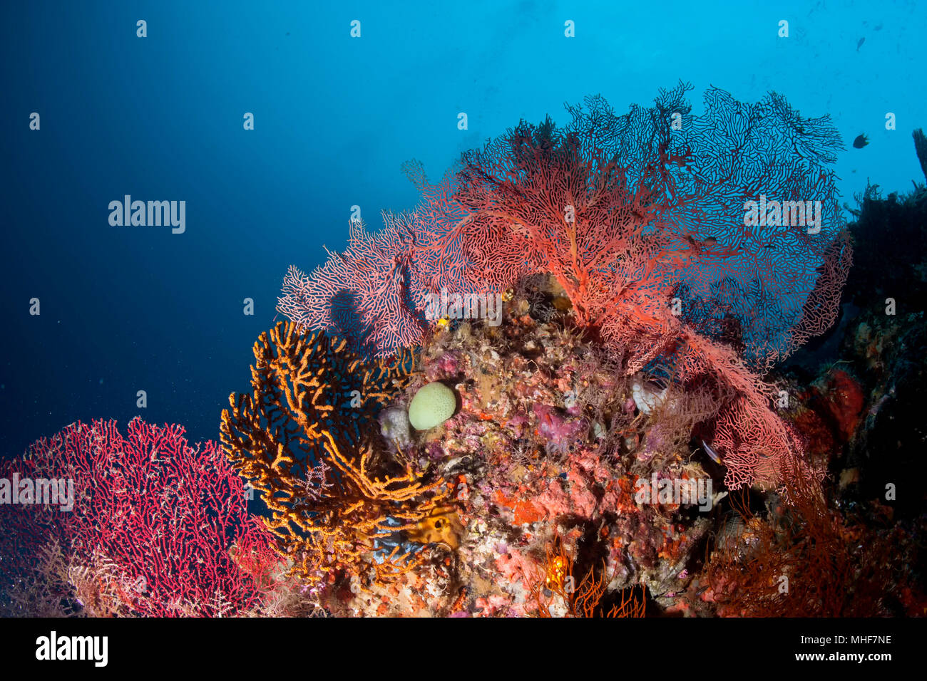 The colorful underwater realms of Raja Ampat, Papua Indonesia Stock Photo