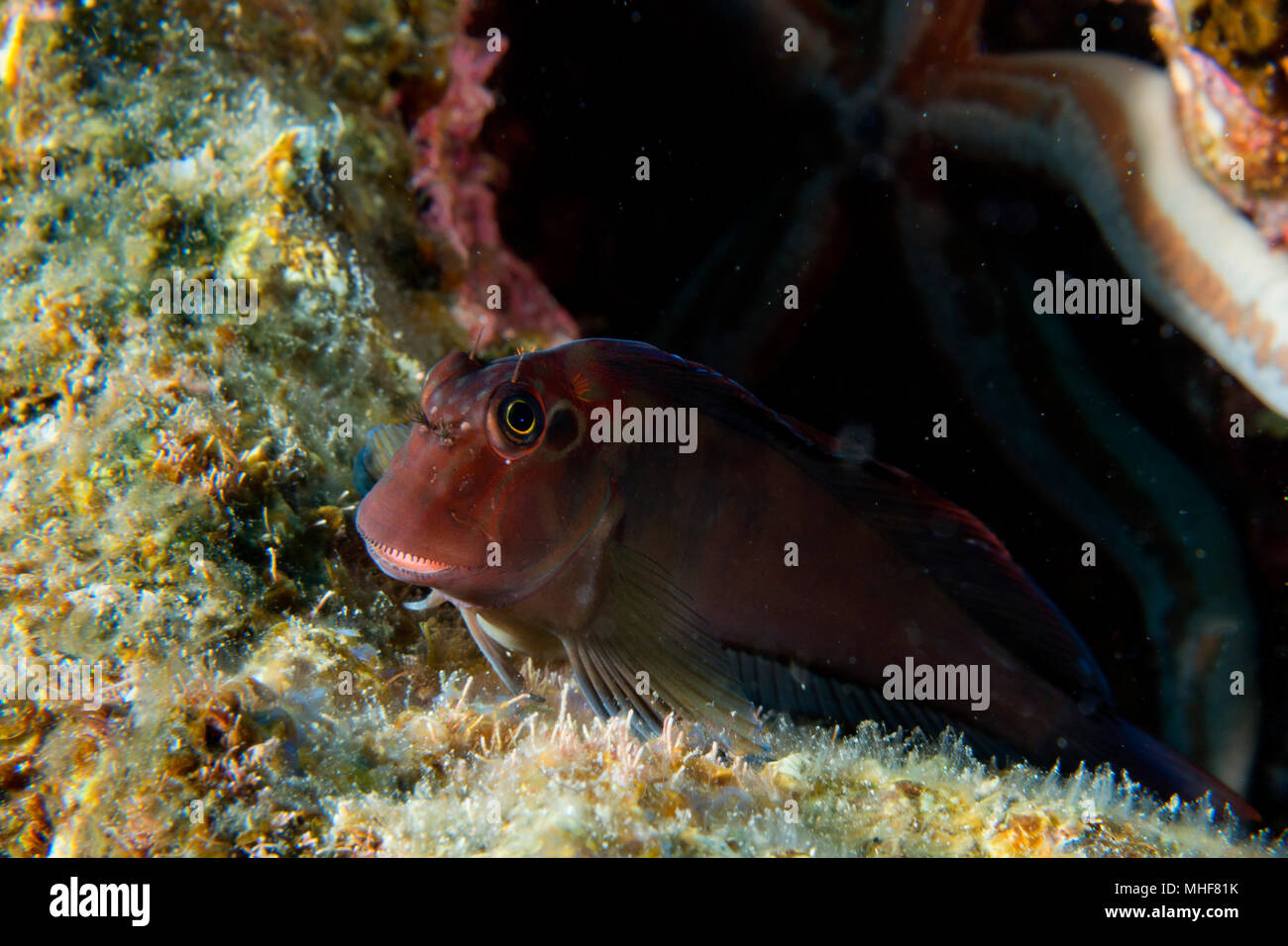 Goby fish close up portrait while scuba diving Stock Photo