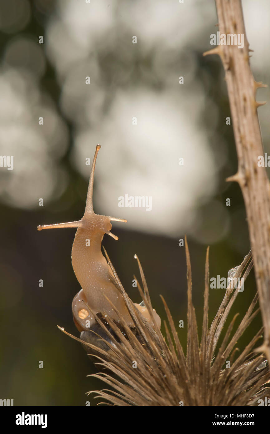 A snail on the green and white background Stock Photo - Alamy