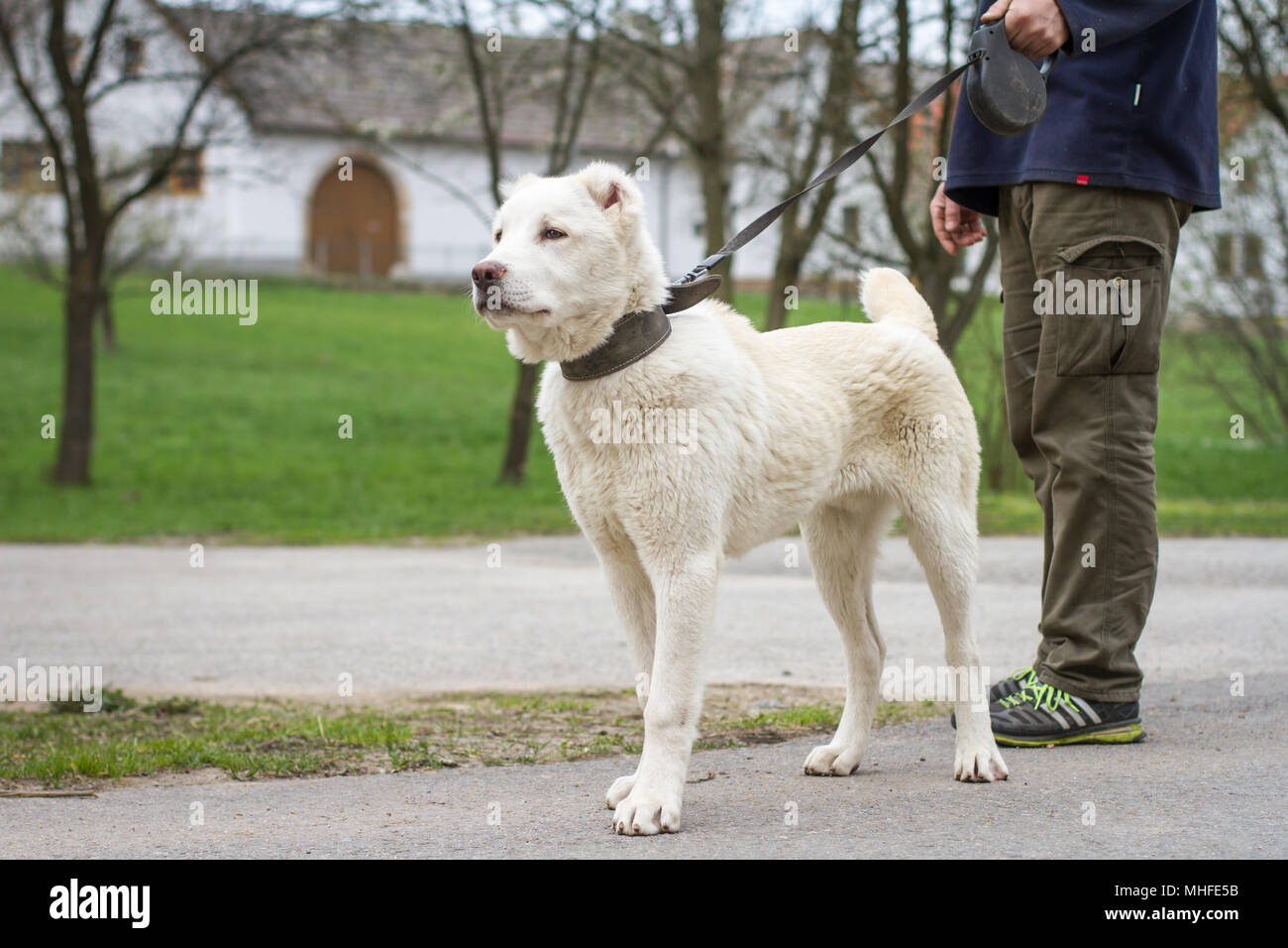 Central Asian Shepherd dog puppy Stock Photo
