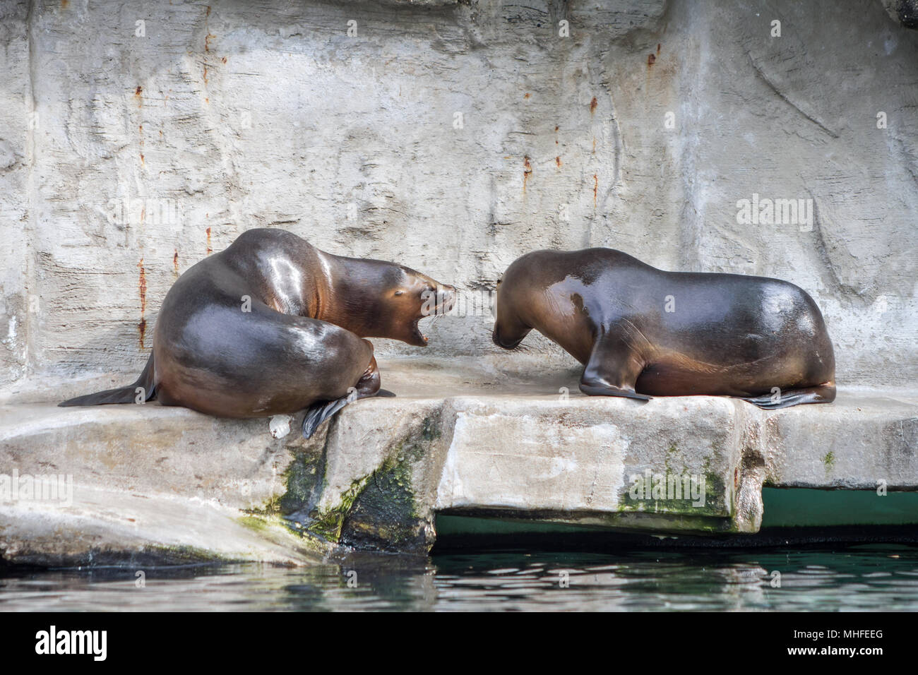 Otariids seals (Otariidae) in captivity Stock Photo - Alamy