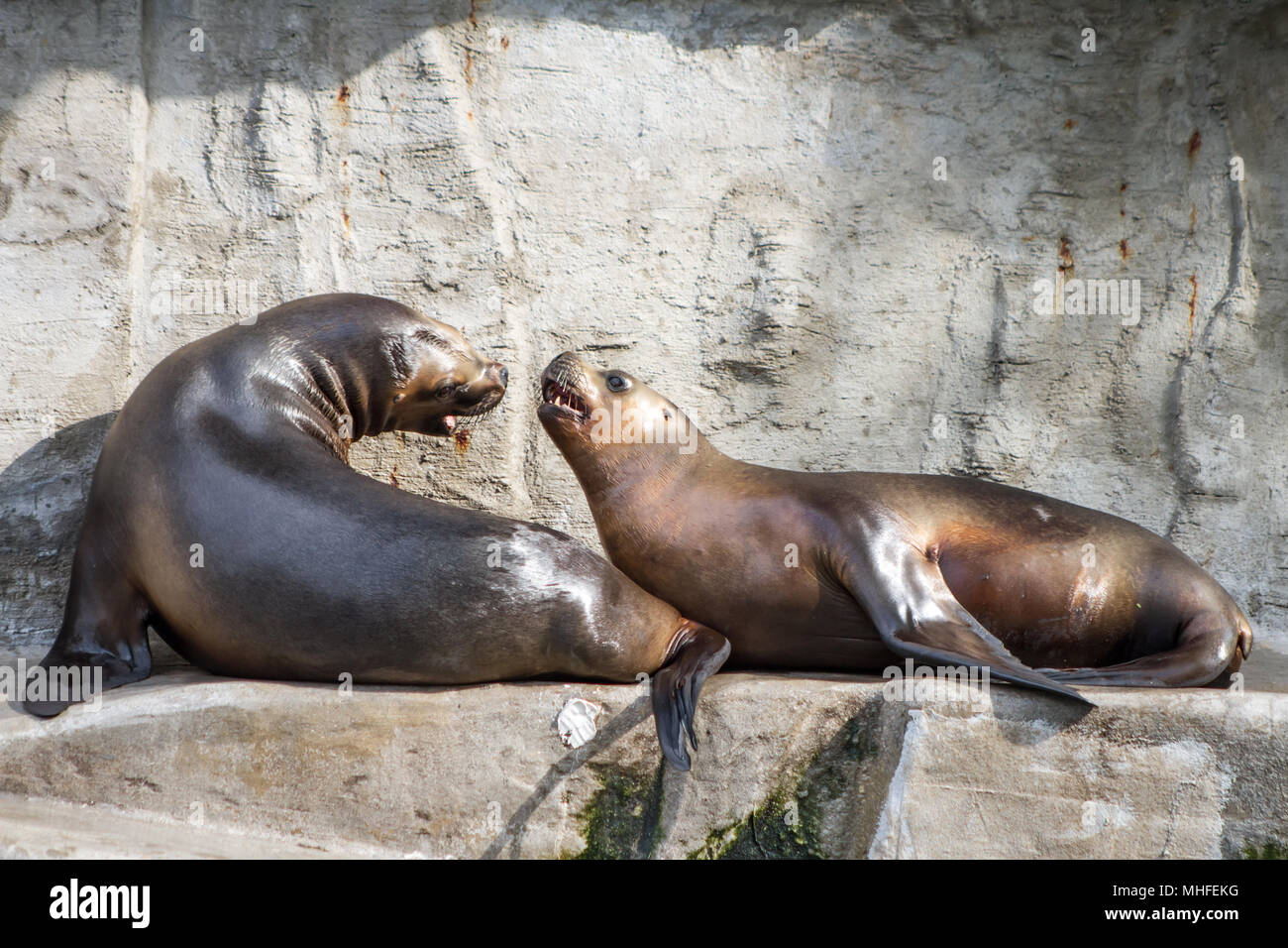 Otariids seals (Otariidae) in captivity Stock Photo Alamy