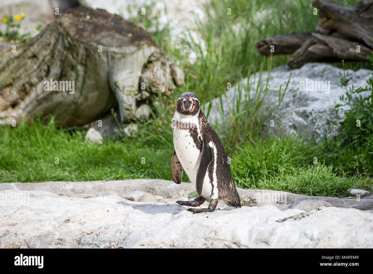 Blackfooted penguin (Spheniscus demersus) in a zoo Stock Photo