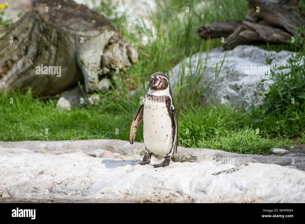 Blackfooted penguin (Spheniscus demersus) in a zoo Stock Photo