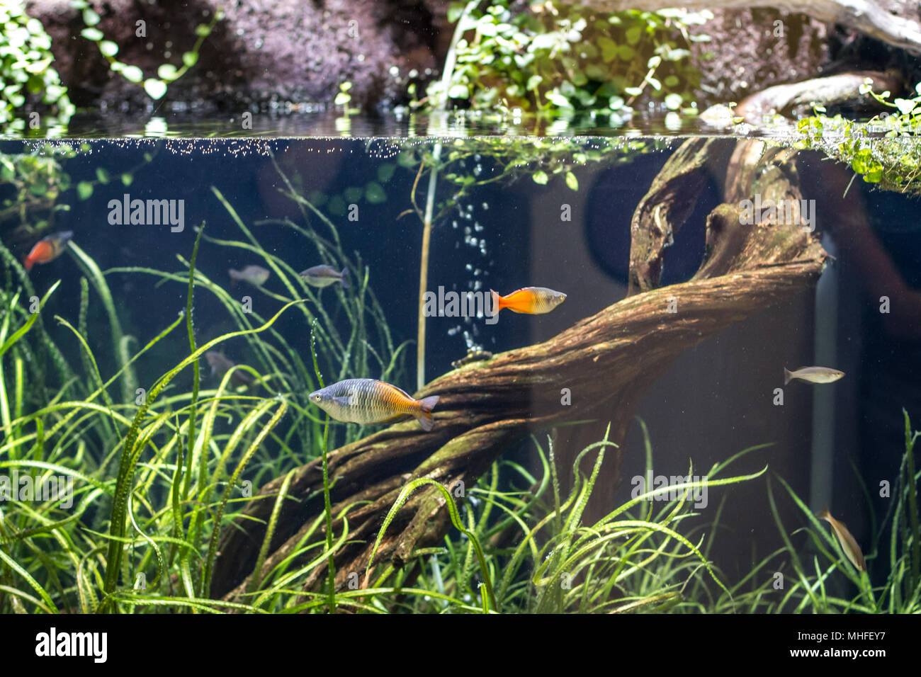 Fish in an aquarium Stock Photo