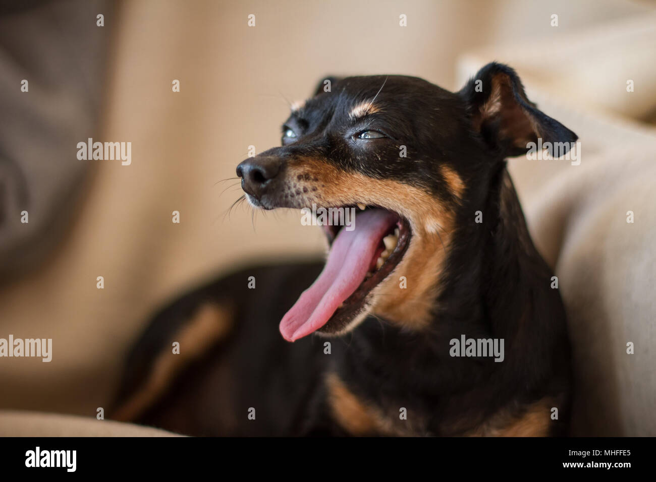 Blind old Miniature Pinscher lying on the couch Stock Photo