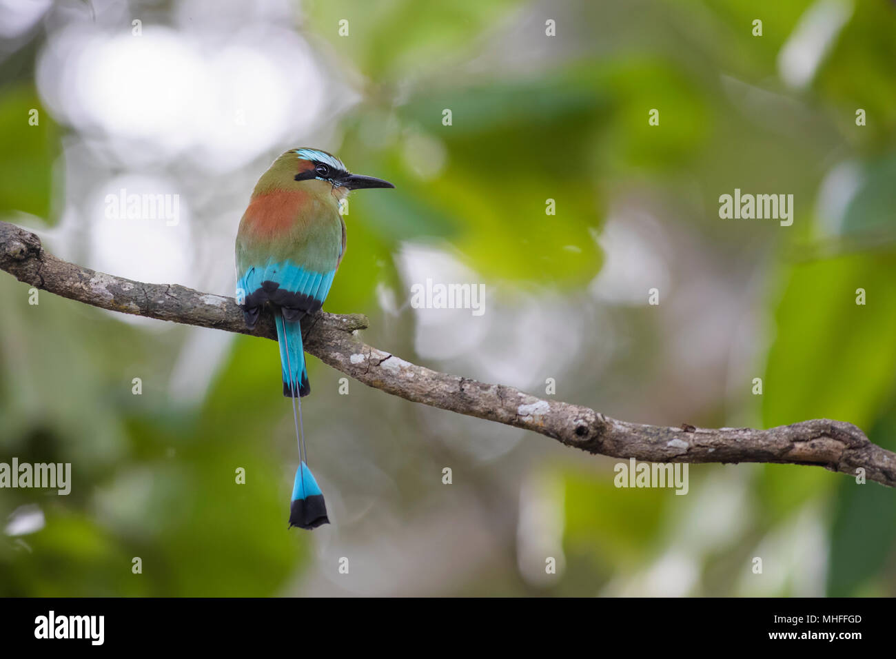 Turquoise-browed Motmot - Eumomota superciliosa, beautiful colorful motmot from Central America forests, Costa Rica. Stock Photo